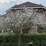 Apartmán Il Ciliegio Relax & Wellness *